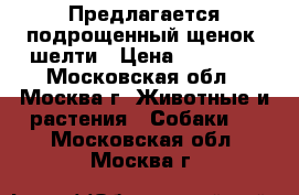 Предлагается подрощенный щенок  шелти › Цена ­ 12 000 - Московская обл., Москва г. Животные и растения » Собаки   . Московская обл.,Москва г.